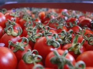 Rusya domates ithalatını görüşmeye hazır