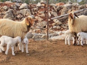 Devlet kuzu piyasasına ithal etle müdahale ediyor