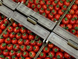 Rusya'ya domates ihracatı için tarih verildi