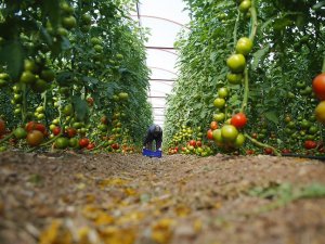 Antalya'dan 30 ülkeye domates ihracatı