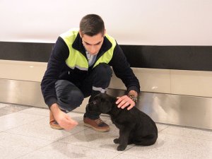 Atatürk Havalimanı'nda bulunan köpek, çalışanların maskotu oldu