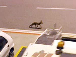 Adnan Menderes Havalimanı'nda aprona tilki girdi