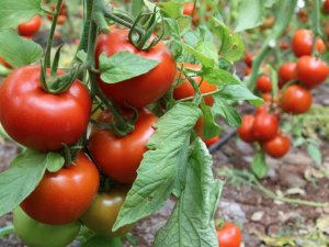 Rusya'nın domates üretimi artıyor