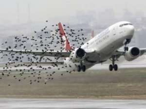 THY uçağı kuş sürüsüne daldı!