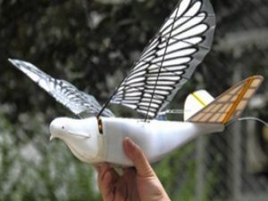 Çin'de robot kuş dönemi