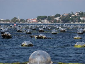 Midye tarlasında hasat sürüyor