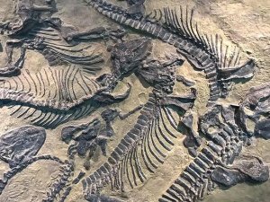 130 milyon yıllık dinozor fosili kalıntıları bulundu