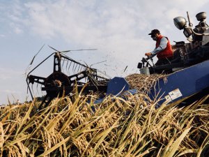 Teknoloji Çin'in tahıl üretimini geliştiriyor