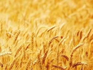 "Çiftçi buğday üretemezse Türkiye sıkıntıya girer"