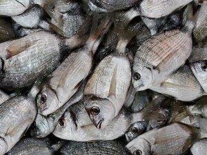 64 ülkeye Balık ihracatı