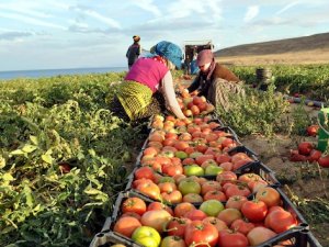 "Tarımsal üretim için planlama yapılması gerekiyor"