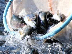 2018'de ihraç edilen alabalığın yarısı Muğla'dan karşılandı