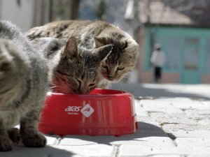 Aras Kargo’dan sokak hayvanları için su kabı