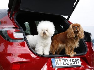 Ford, Dünya Köpek Günü’nü kutluyor