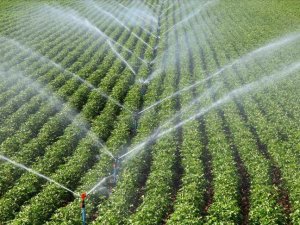 İzmirli çiftçiler modern sulamayla 415 milyon lira gelir sağladı