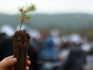 Fidan dikimi rekoru için geri sayım