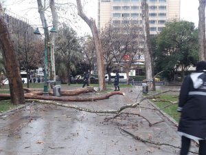 Gezi Parkı'nda, kuruyan ağaçlar kaldırılarak yenileri dikiliyor