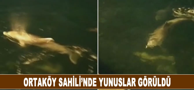 Ortaköy Sahilinde yunuslar görüldü