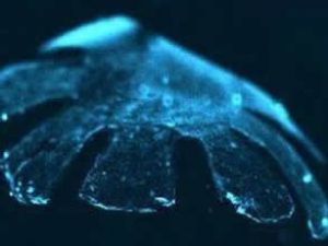 Fare hücresinden yapay denizanası