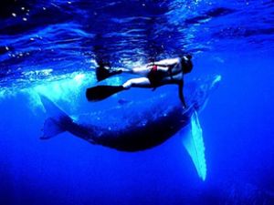 Okyanusta balinalarla yüzmeye ne dersiniz!