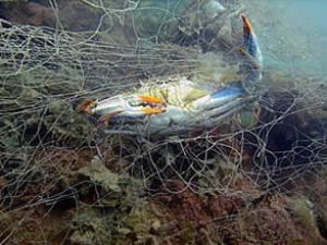 Yüzlerce deniz canlısının katili ağlar