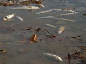 Kağıthane Deresi'nde toplu balık ölümleri
