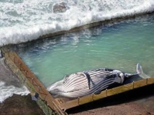 Avustralya'da kambur balina karaya vurdu