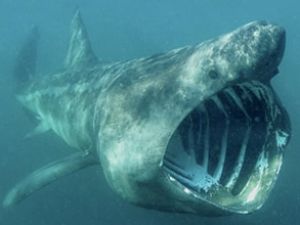 Fransız Adası'nda köpekbalığı saldırıları
