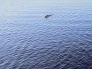 Loch Ness gölü canavarı görüntülendi