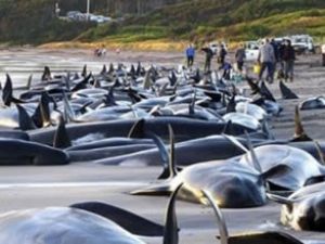 Faroe Adaları’nda yine balina katliamı