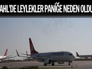 Atatürk Havalimanı'nı leylekler bastı