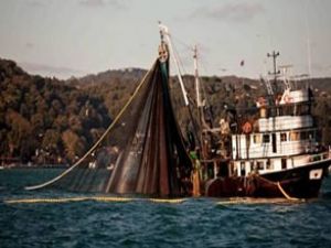 Karadeniz'de balık türü yüzde 50 azaldı