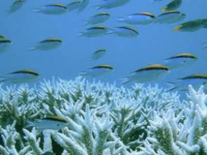 Terramar açık denizleri korumayı amaçlıyor
