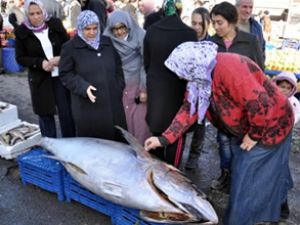 Sivas'ta 2 metrelik orkinosa yoğun ilgi