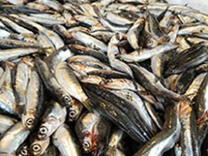 Balıkçı İsveç balıktan biyogaz elde edecek