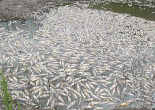 Obruk Barajı'nda toplu balık ölümleri meydana geldi