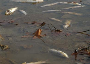 Samsun Yeşilırmak'ta toplu balık ölümleri