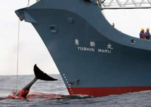 Japonlar balina avından vazgeçmiyor