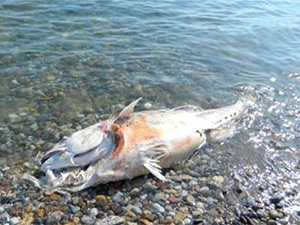 Bozyazı'da ölü orkinoslar sahile vurdu