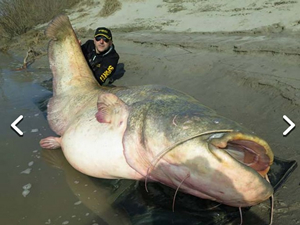 Po Nehri'nde 127 kilogram ağırlığında yayın balığı yakalandı