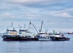 İstanbul'da balıkçıların hedefi 50 bin ton balık