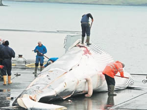 İzlanda’da 184 balina katledildi