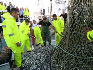 Başbaban Davutoğlu, denizden 80 kasa istavritle döndü