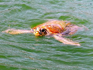 'Kaplumbağalar ile yüzüyoruz' yarışları İztuzu'nda yapılacak