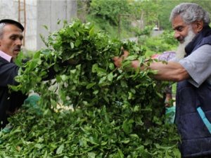 Yaş çay alım fiyatı açıklandı