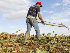 Çiftçilere 640 milyon liralık destek ödemesi yarın yapılacak