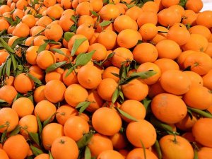 Rusya'ya portakal ve mandarin ihracatı arttı