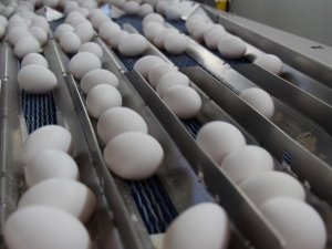 Yumurtada ihracat tutarı 300 milyon dolara dayandı