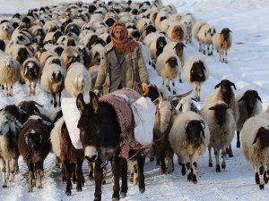 Bakan Çelik'ten besicilere 'mera' müjdesi