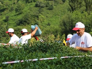 ÇAYKUR'a mevsimlik işçi alımı başvuruları ertelendi